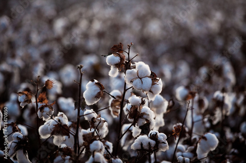 cotton plantation for industrial - textile use , ready to harvest.
