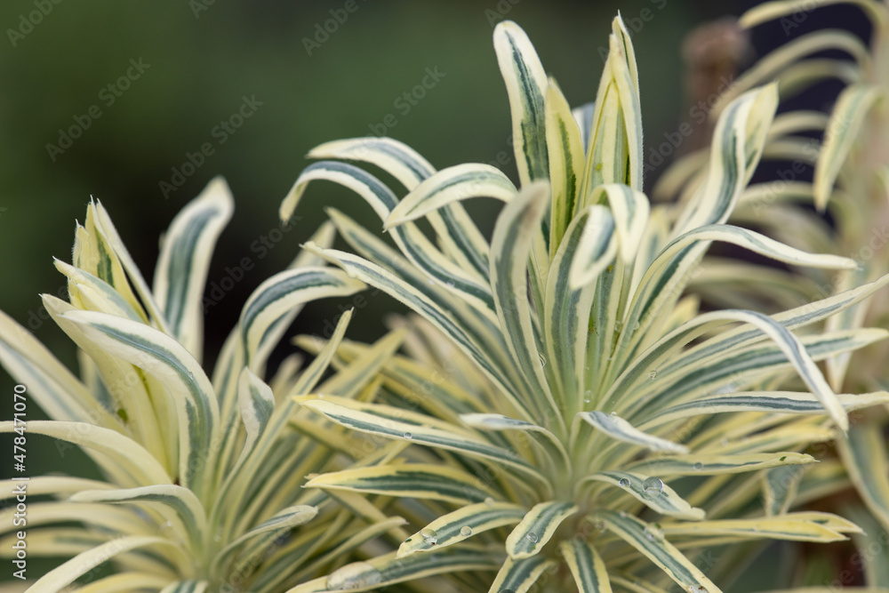 Euphorbia characias 'Emmer green' Euphorbia characias 'Emmer green'