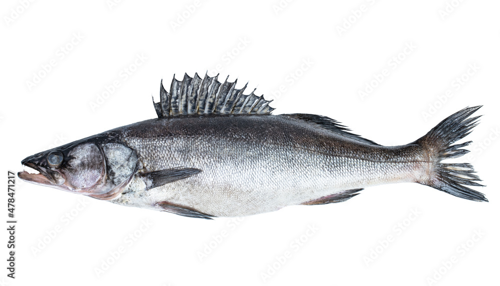 Zander river fish isolated on white Zander river fish isolated on white