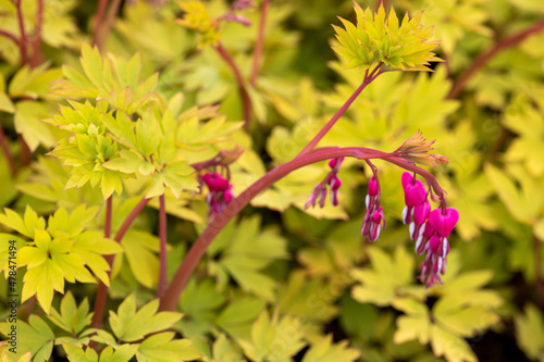 Dicentra spectabilis 'Gold heart'