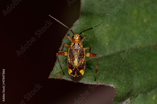 Adult Plant Bug photo