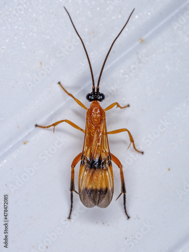 Adult Ichneumonid Wasp photo