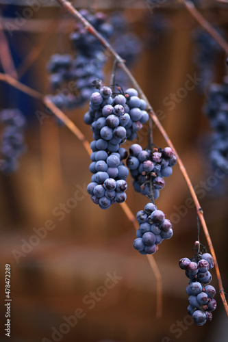 A ripe bunches of blue grapes froze a little in winter.