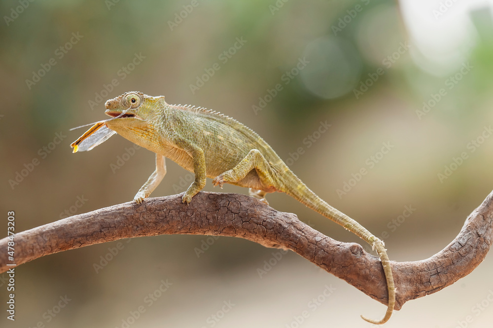 Little Chameleon on Branch