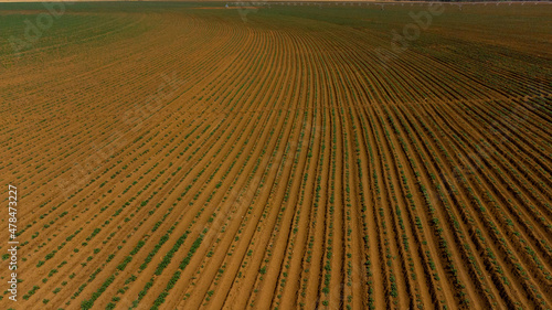 Aerial View of Green drills or rows of potatoes growing at a plantation in Brazil. The plants are tall, rich green with lots of leaves.