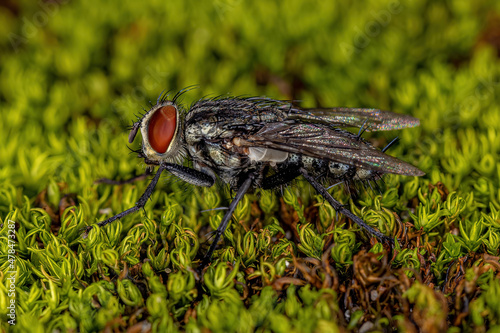 Adult Flesh Fly photo