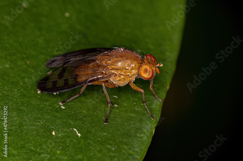 Adult Acalyptrate Fly photo