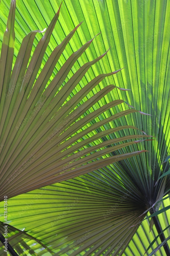 Fototapeta premium palm tree leaves