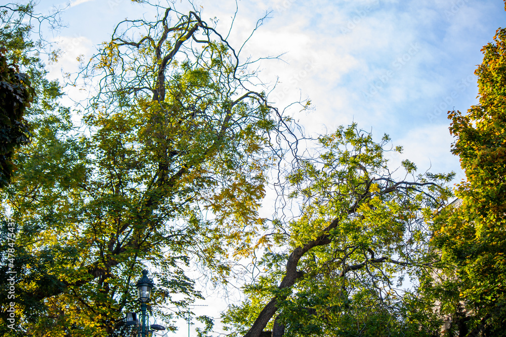 Fototapeta premium Tall Green trees branches in the cloudy sky of Arènes de Lutèce in Paris