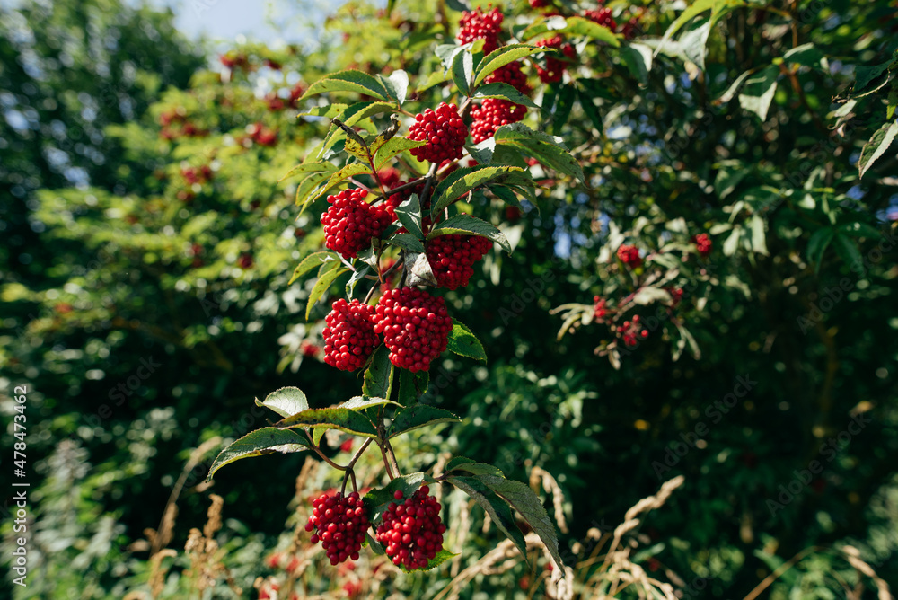 Obraz premium Red rowan berries on a rowan tree. with green leaves. A rowan tree on a branch.