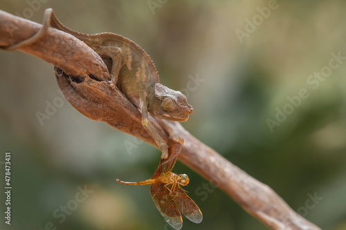 Little Chameleon on Branch