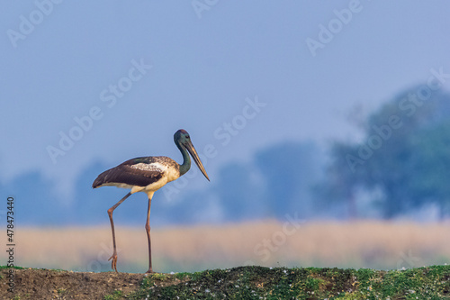 Black-Necked Stork