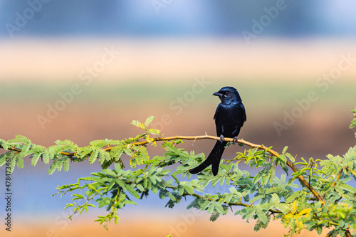 Black Drongo on stem of a plant