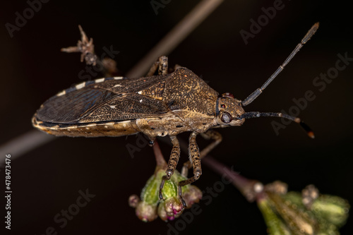 Adult Leaf-footed Bug photo