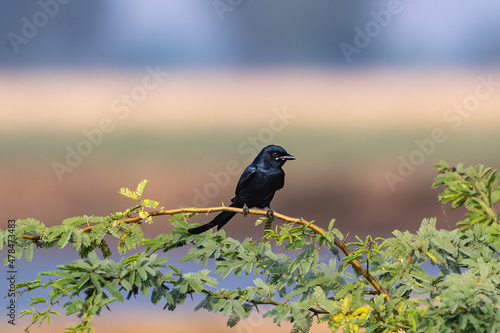 Black Drongo on stem of a plant