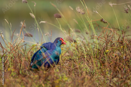 Swamp hen in Grass