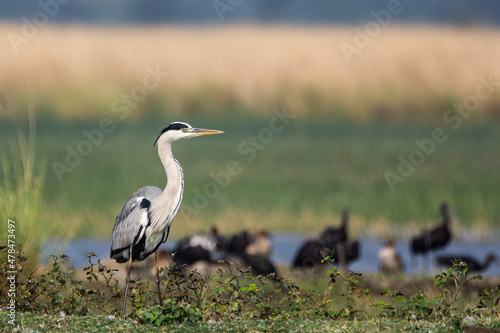 Purple Heron In Natural Habitat