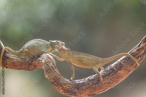 Slika na platnu Little Chameleon on Branch