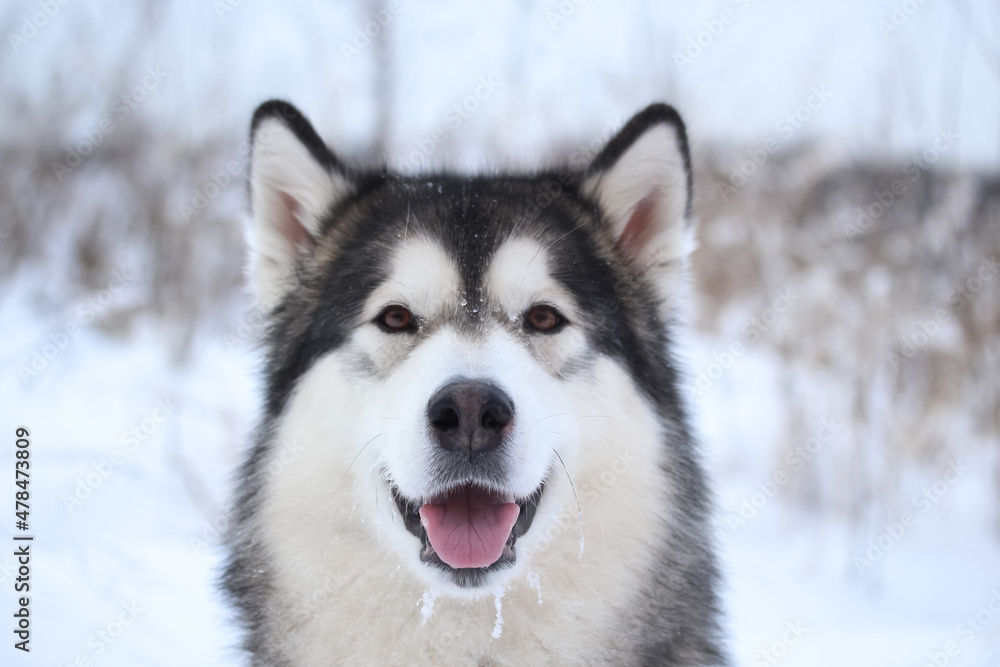 Domestic dog alaskan malamute winter portrait muzzle in snow background blurred horizontal photo