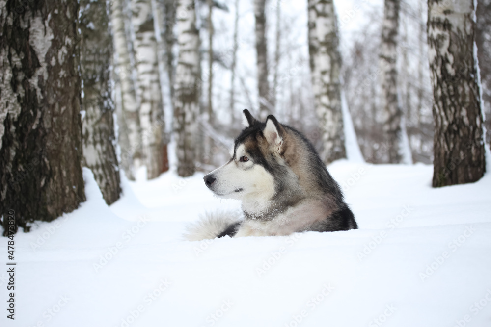 Domestic dog Alaskan Malamute in winter lies in profile in the snow in a birch grove horizontal photo