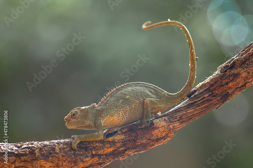 Little Chameleon on Branch Fototapeta