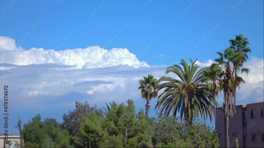 Palm trees in California in slow motion 120fps Palm trees in California in slow motion 120fps