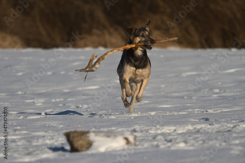 dog running in snow