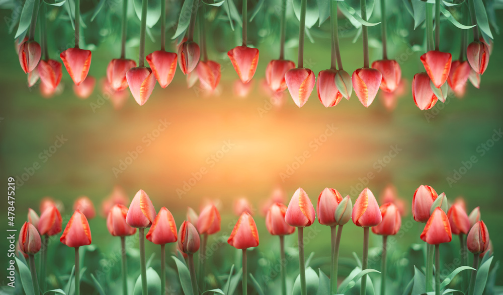 Naklejka premium czerwone tulipany wiosną jako tło