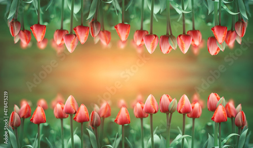 czerwone tulipany wiosną jako tło