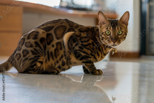 Beautiful Bengal cat playing in a room at home. Bengal cat laying in the living room.