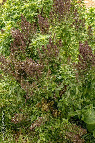 Sweet Basil Plant photo