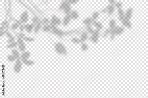 Realistic shadow of olives leaves  and branches on transparent checkered background. The effect of overlaying shadows. Natural light layout.