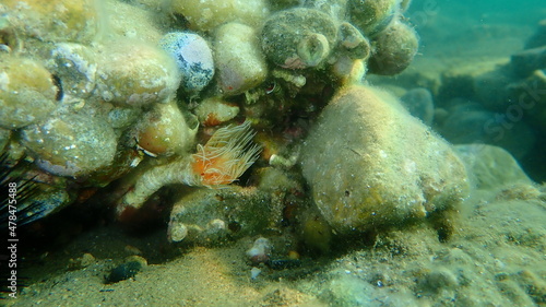 Polychaeta Smooth tubeworm or red-spotted horseshoe (Protula tubularia) undersea, Aegean Sea, Greece, Halkidiki 