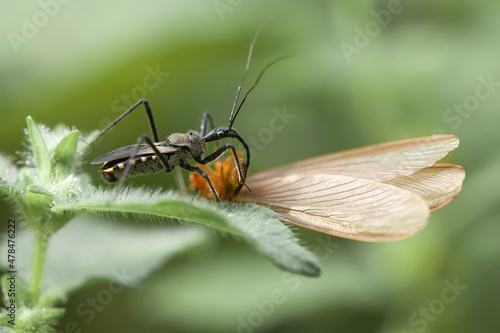 Assasin Bug Eating in Nature photo