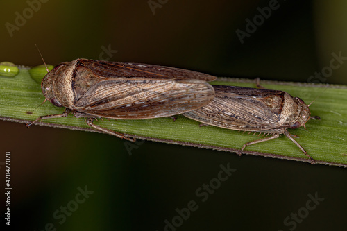 Adult Typical Leafhoppers photo