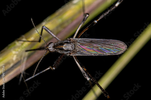 Adult Gallinipper Insect photo