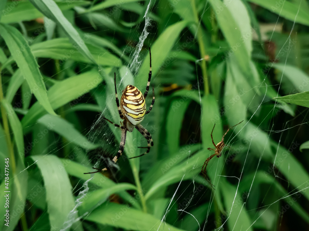 Adult male and female of wasp spider (Argiope bruennichi) with yellow and black markings on abdomen hanging on orb web next to each other. Size difference of male and female of spider Adult male and female of wasp spider (Argiope bruennichi) with yellow and black markings on abdomen hanging on orb web next to each other. Size difference of male and female of spider