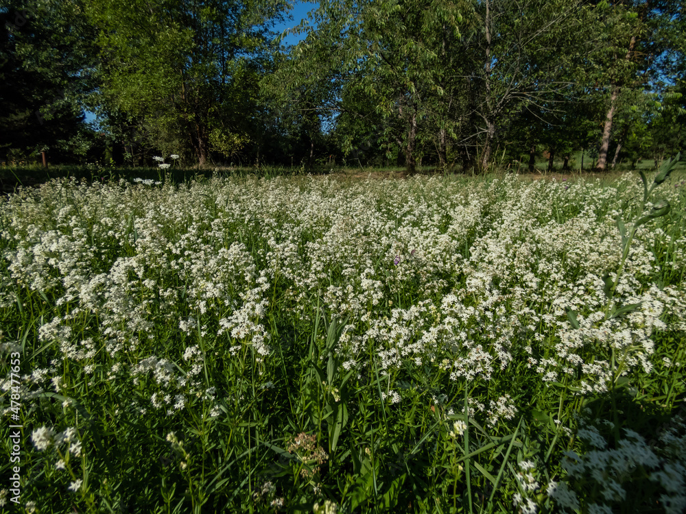 Landscape view of a meadow full of colony of white flowers - Northern bedstraw (Galium boreale) in summer in sunlight Landscape view of a meadow full of colony of white flowers - Northern bedstraw (Galium boreale) in summer in sunlight