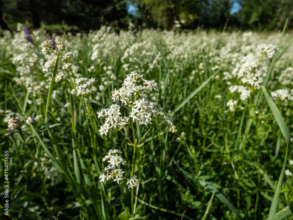 Macro shot of a single flower of the Northern bedstraw (Galium boreale) in grassland in summer in sunlight