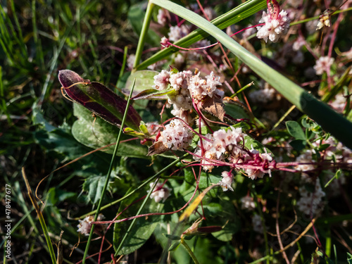 Photography Dodder, lesser dodder, hellweed or strangle-tare (Cuscuta epithymum) is a parasitic plant