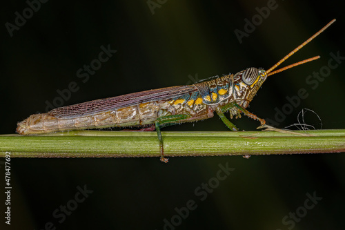 Adult Spurthroat Toothpick Grasshopper photo