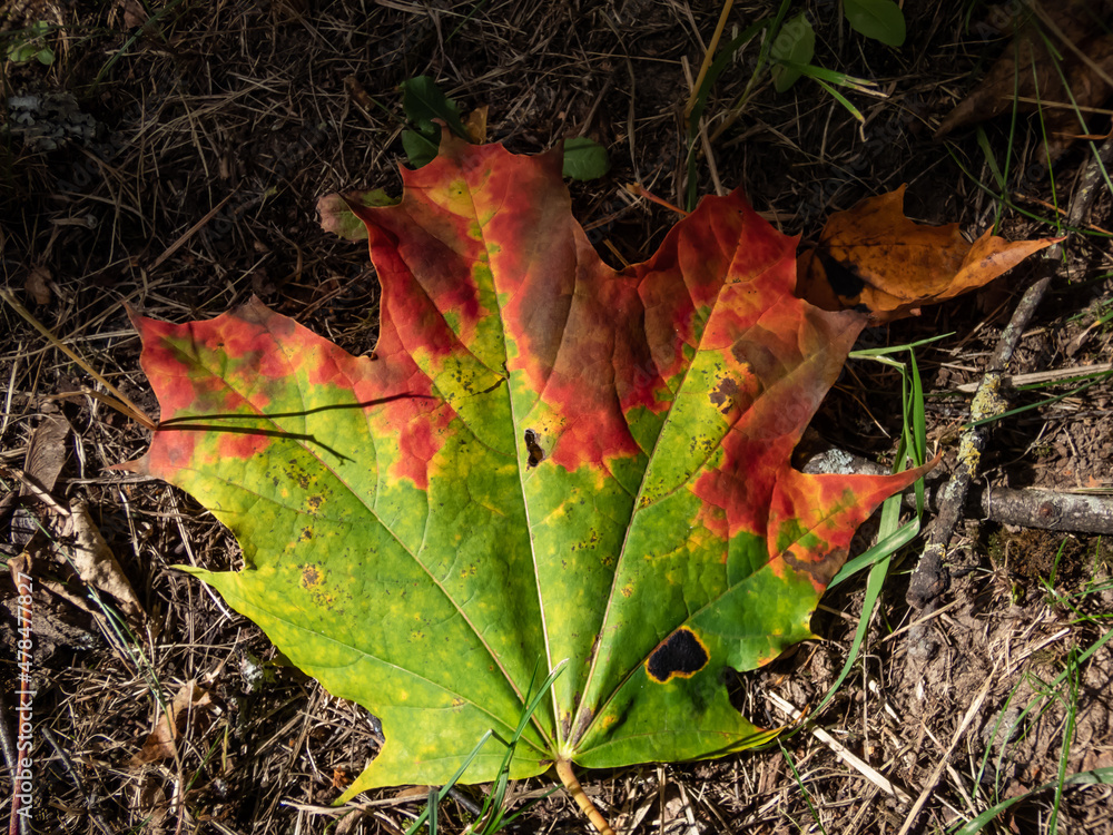 Close-up shot of big maple leaf on the ground in autumn. Maple leaf changing colours from green to yellow, orange and brown. Leaf with pigments