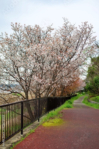 Fototapeta Naklejka Na Ścianę i Meble -  blossom trees