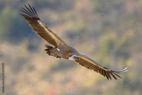Gyps fulvus Gänsegeier, Griffon vulture, Vautour fauve, buitre leonado in flight, natural colourful background © Romuald