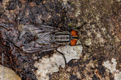 Adult Flesh Fly photo