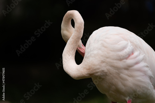 Fototapeta Naklejka Na Ścianę i Meble -  Flamingos close up a headshot.