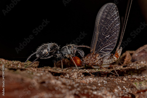 Adult Jumping Spider photo