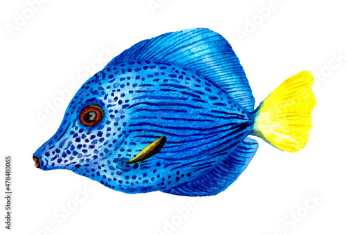 tropical fish blue with yellow tail watercolor