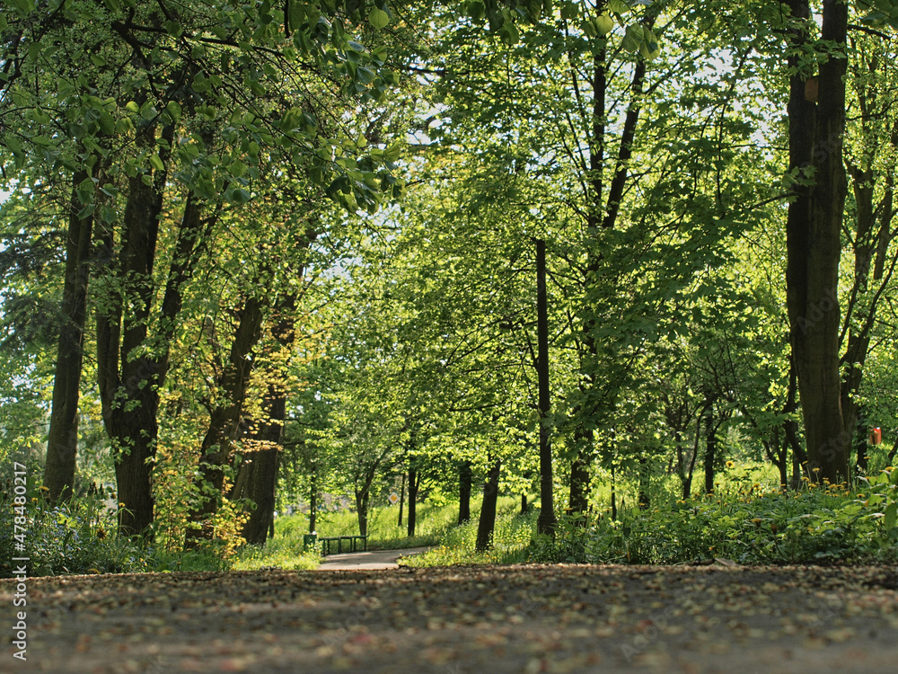 Fototapeta premium forest