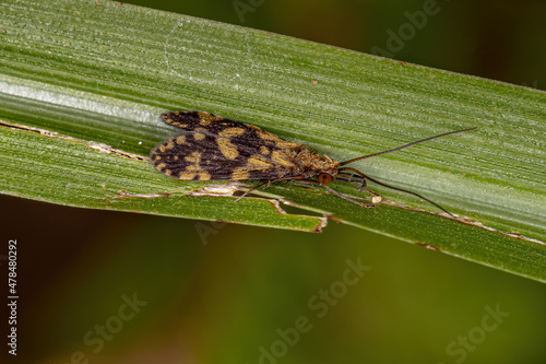 Adult Caddisfly Insect photo